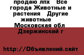 продаю лпх - Все города Животные и растения » Другие животные   . Московская обл.,Дзержинский г.